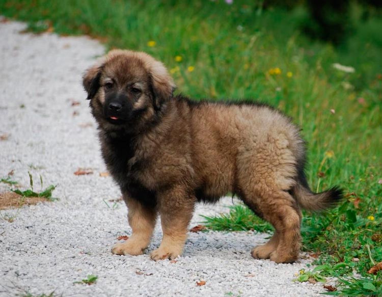 Cachorro de Pastor de Krash