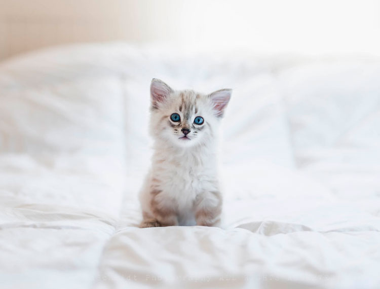 gatito skookum