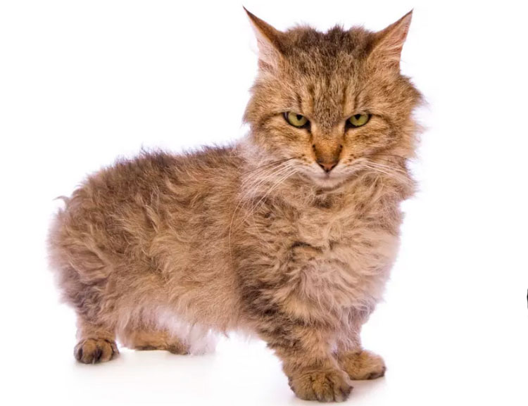 gato de raza Skookum