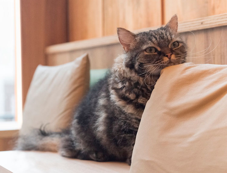 rara raza de gatos skookum
