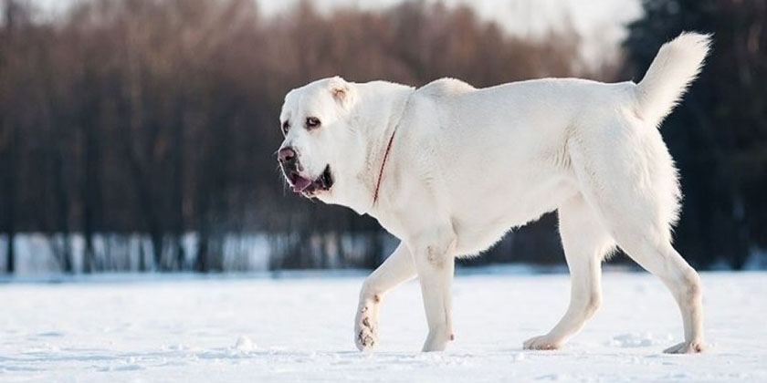 Perro de raza alabái