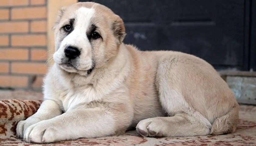 Cachorro de alabái