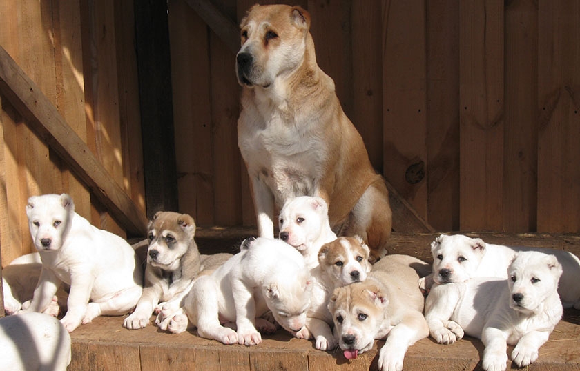 Hembra de alabái con cachorros