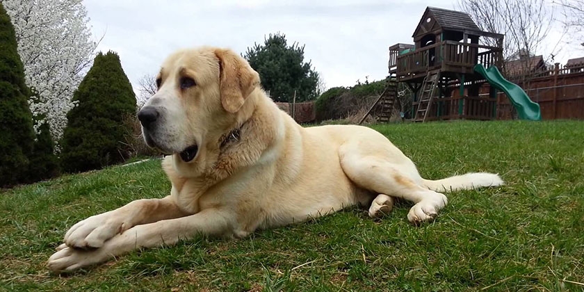 Perro alabái