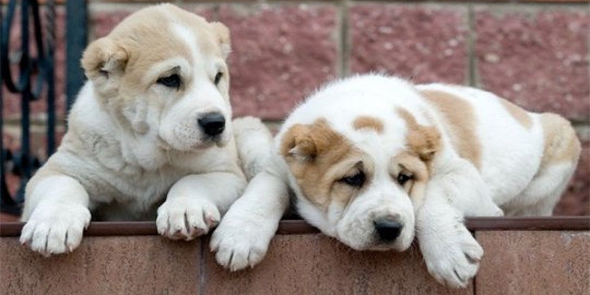 Cachorros de Alabai