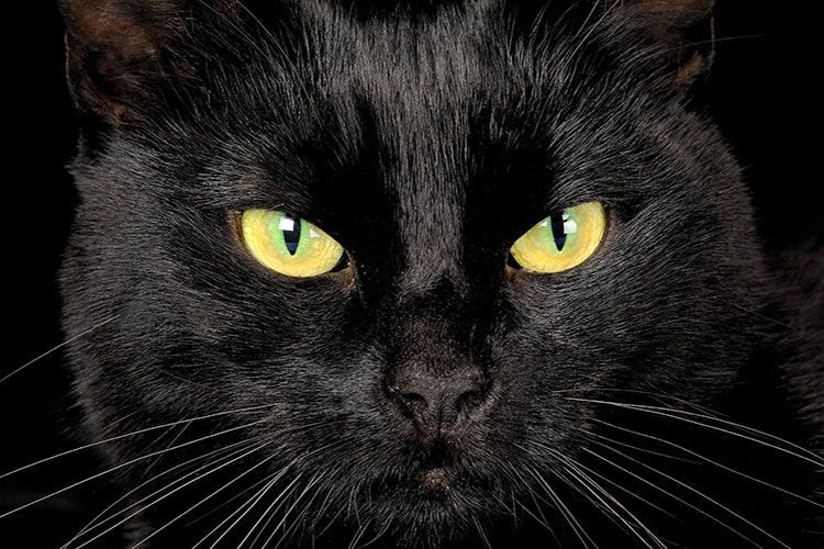 Ojos amarillos de un gato negro