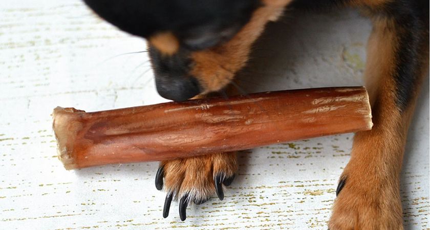 Pene de toro curado para perro