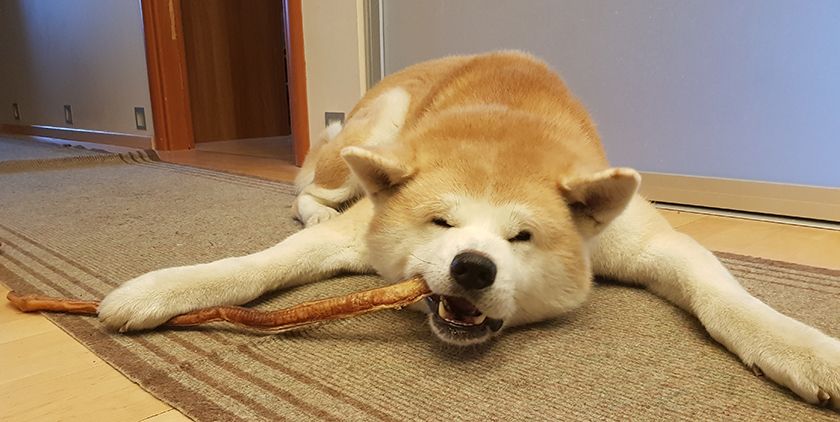 Perro comiendo raíz de toro