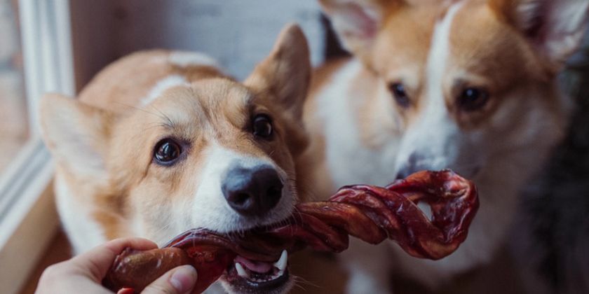 Raíz de toro para perros