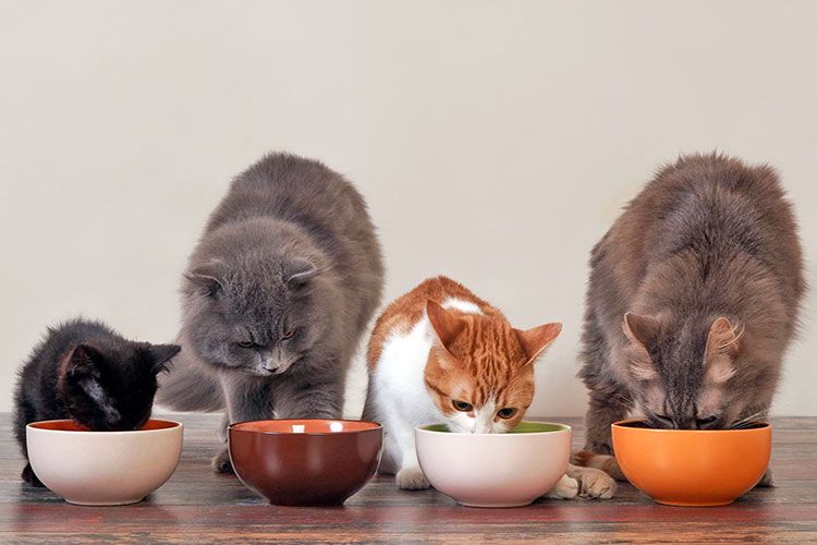 Los gatos comen pienso