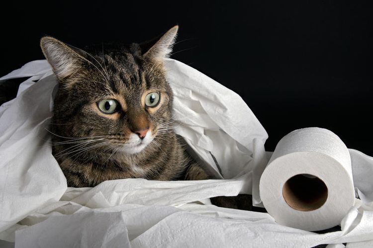 Gato en una bolsa de plástico
