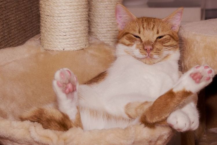 Fenpraz para gatos