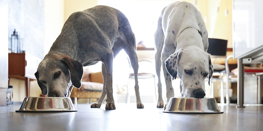Alimento Frais para perros