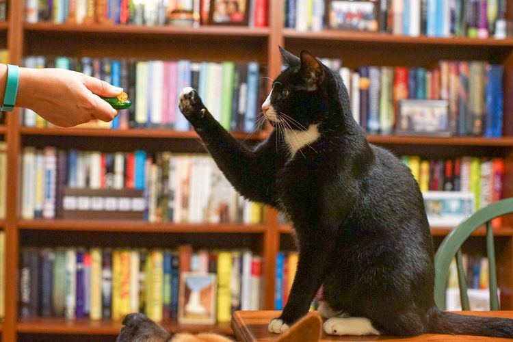 Cómo enseñar a un gato a dar la pata