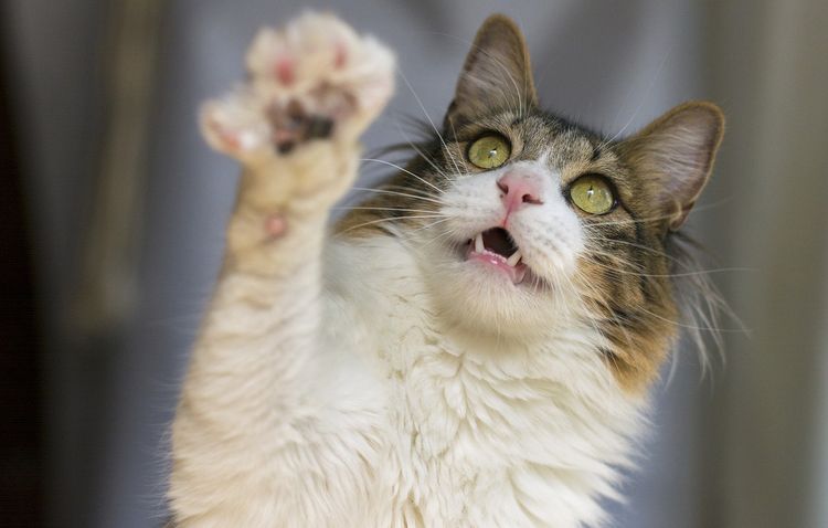 El gato da la pata