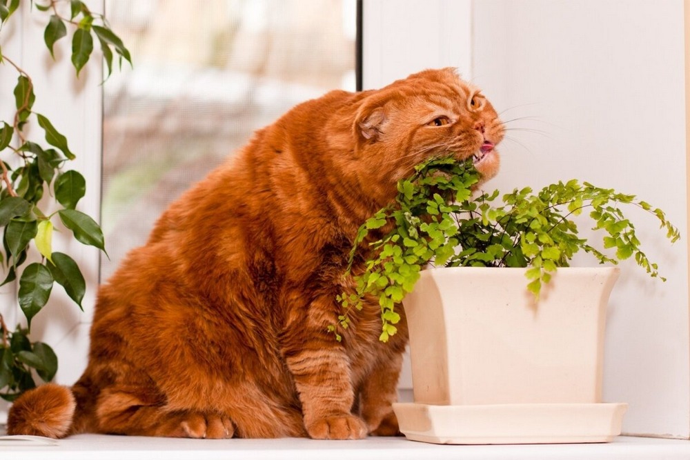 Gato junto a una maceta con planta