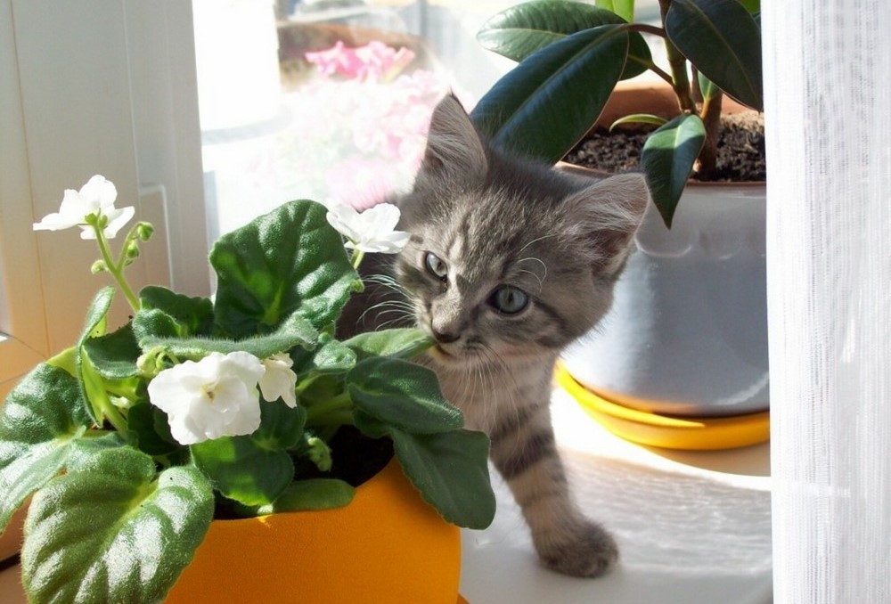 Gatito junto a una flor de interior