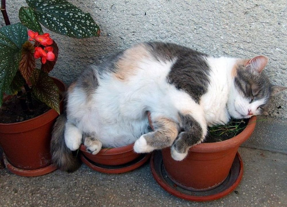 Gata sobre macetas de flores