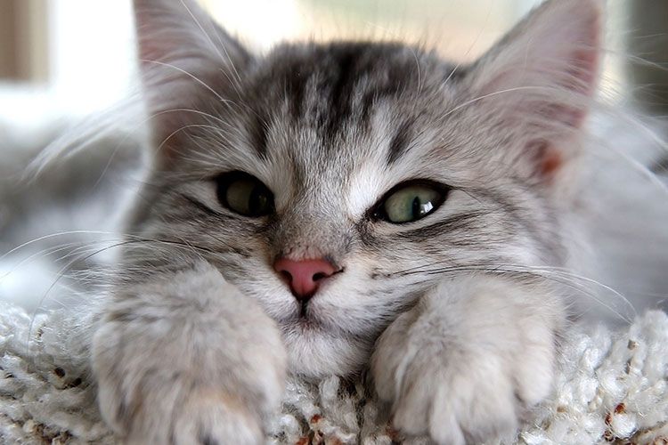 Gata favorita