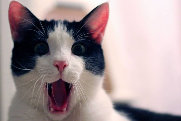 Cómo hacer un enema a un gato