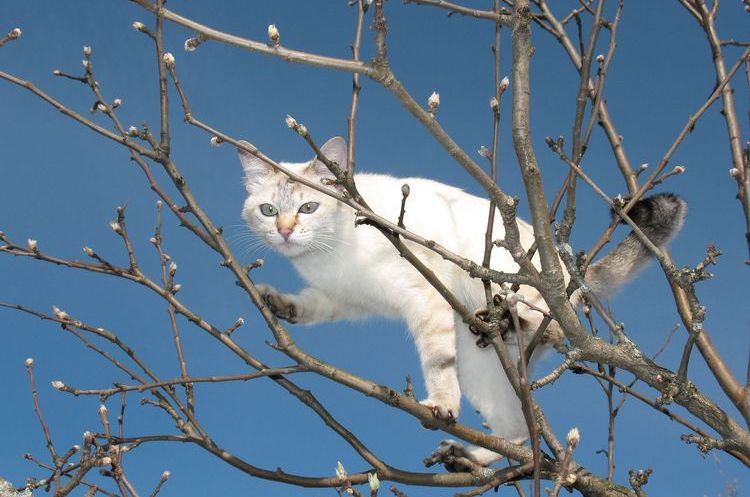 Gato blanco subió a un árbol