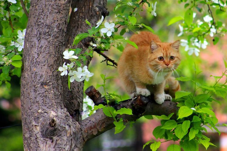Gato anaranjado en lo alto de un árbol