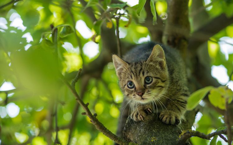 El gato está sentado en el árbol