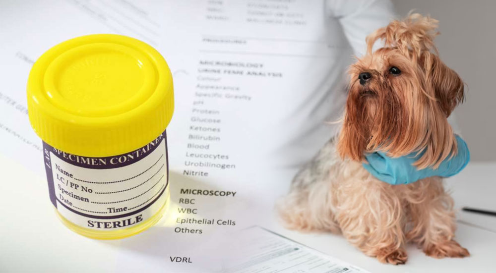 Reglas para la recogida de orina de un perro para el análisis