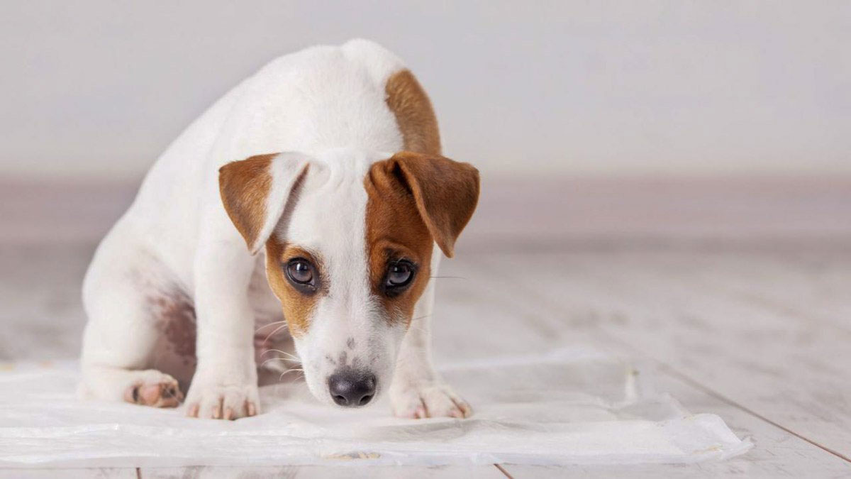 Cómo recoger la orina de un perro que hace sus necesidades en casa sobre un empapador
