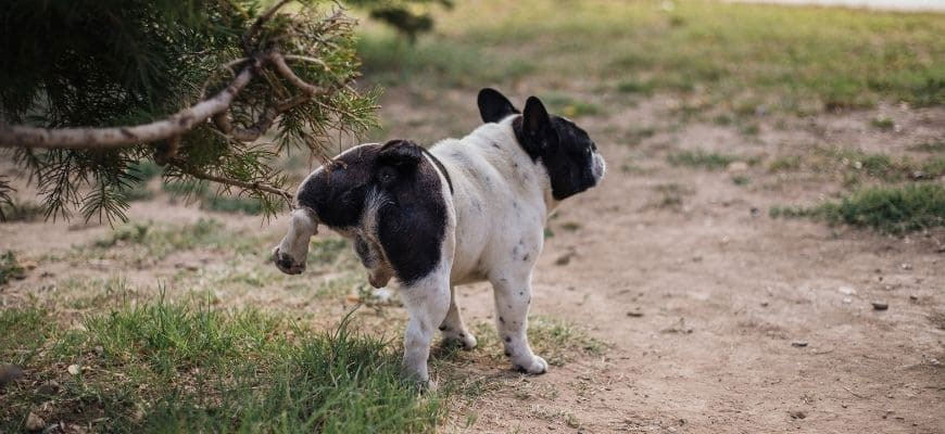 Cómo recoger la orina de un perro acostumbrado solo a pasear al aire libre