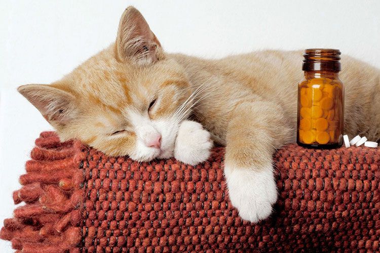 Gato naranja y pastillas