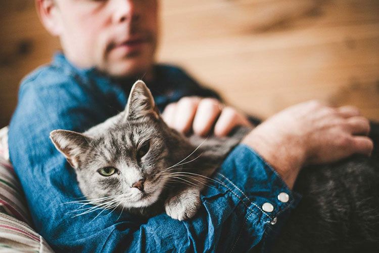 Gato gris y dueño