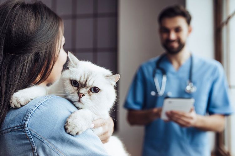 Gato en el veterinario