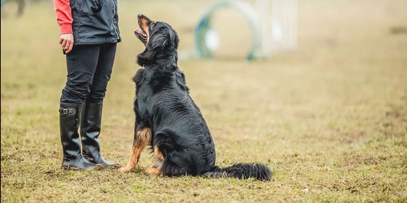 Adiestramiento canino