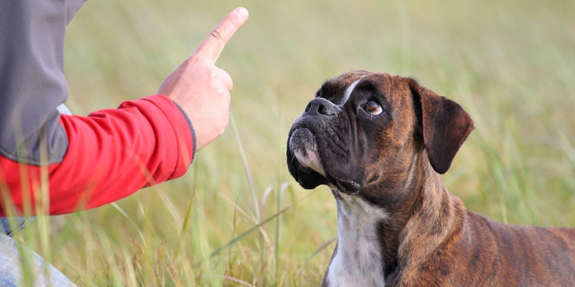 Qué órdenes debe conocer el perro