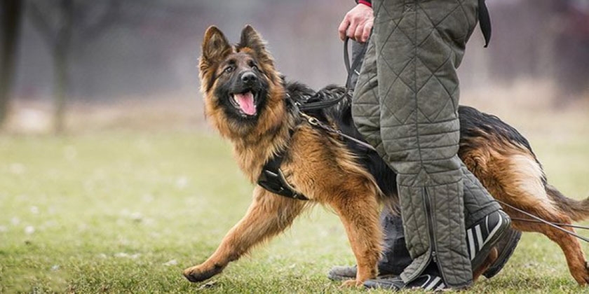 Adiestramiento de perros