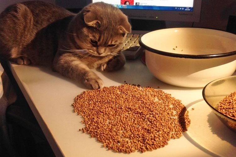 El gato y los cereales