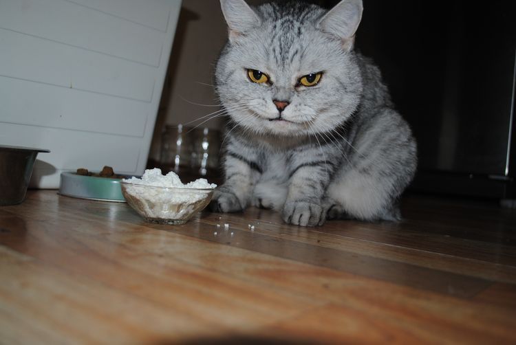 El gato come avena