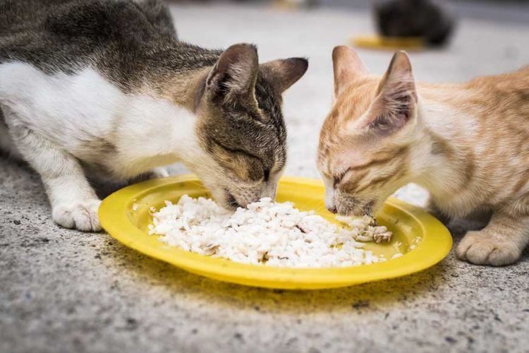 Los gatitos comen papilla de arroz