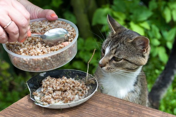 Al gato le sirven alforfón