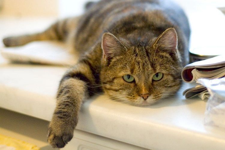 Un gato gordo yace sobre la mesa