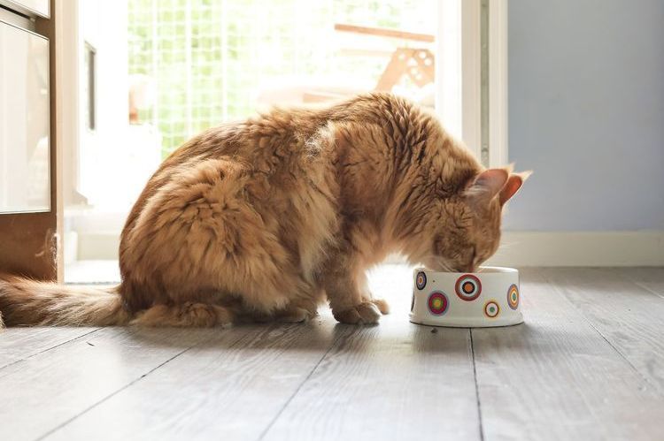 ¿Qué tipo de cereal se le puede dar a los gatos?