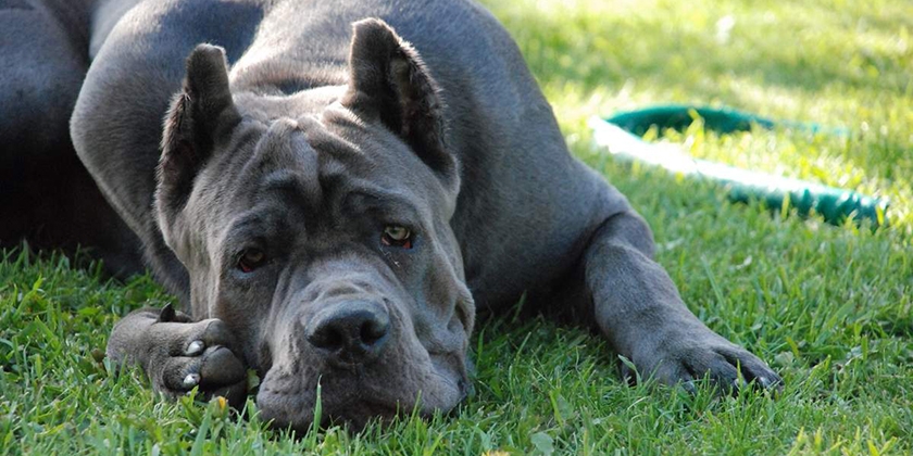 Raza de perros cané corso