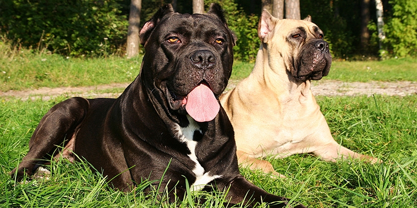 Perros en el claro