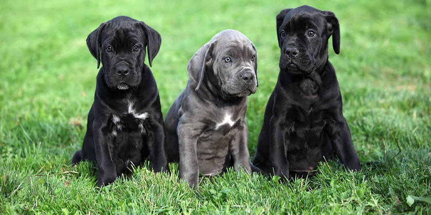 Cachorros de Cane Corso