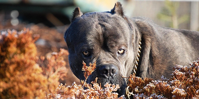Hocico del cane corso
