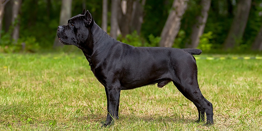 Perro de raza cané corso