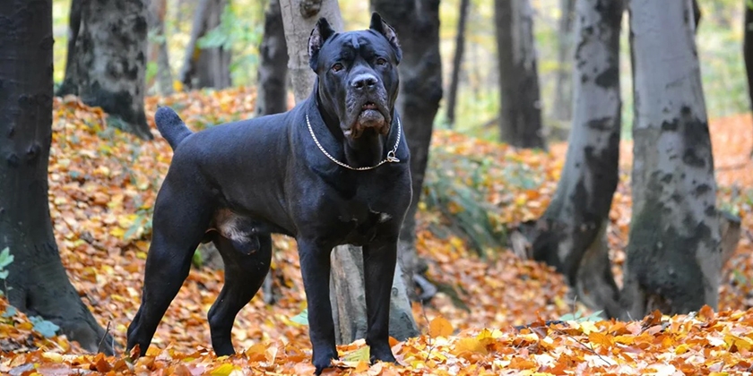 Cane corso en el bosque