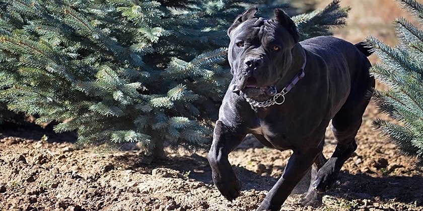 Cane Corso paseando
