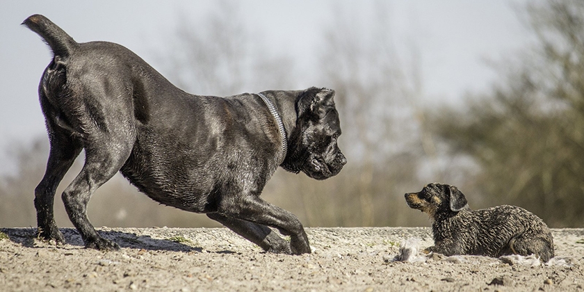 Perros jugando